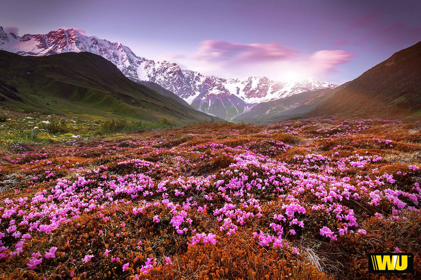 Enjoy The Beauty Of A Flower Field This Spring Wallpaper