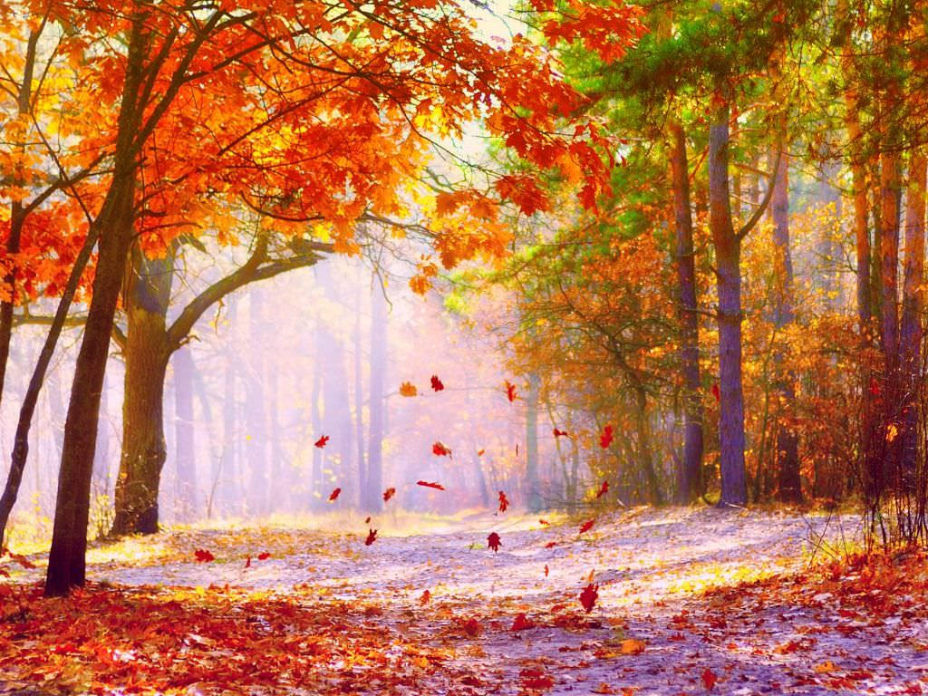 Enjoying The Beauty Of Fall In The Maple Trees Wallpaper