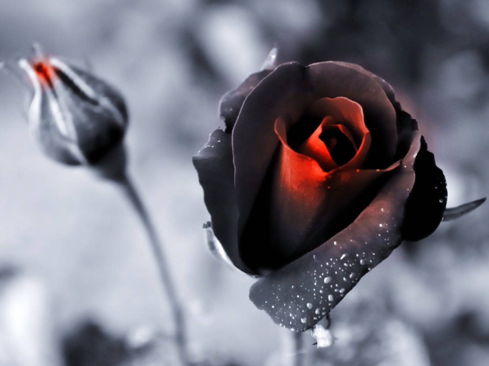 Fading Black Rose Wallpaper