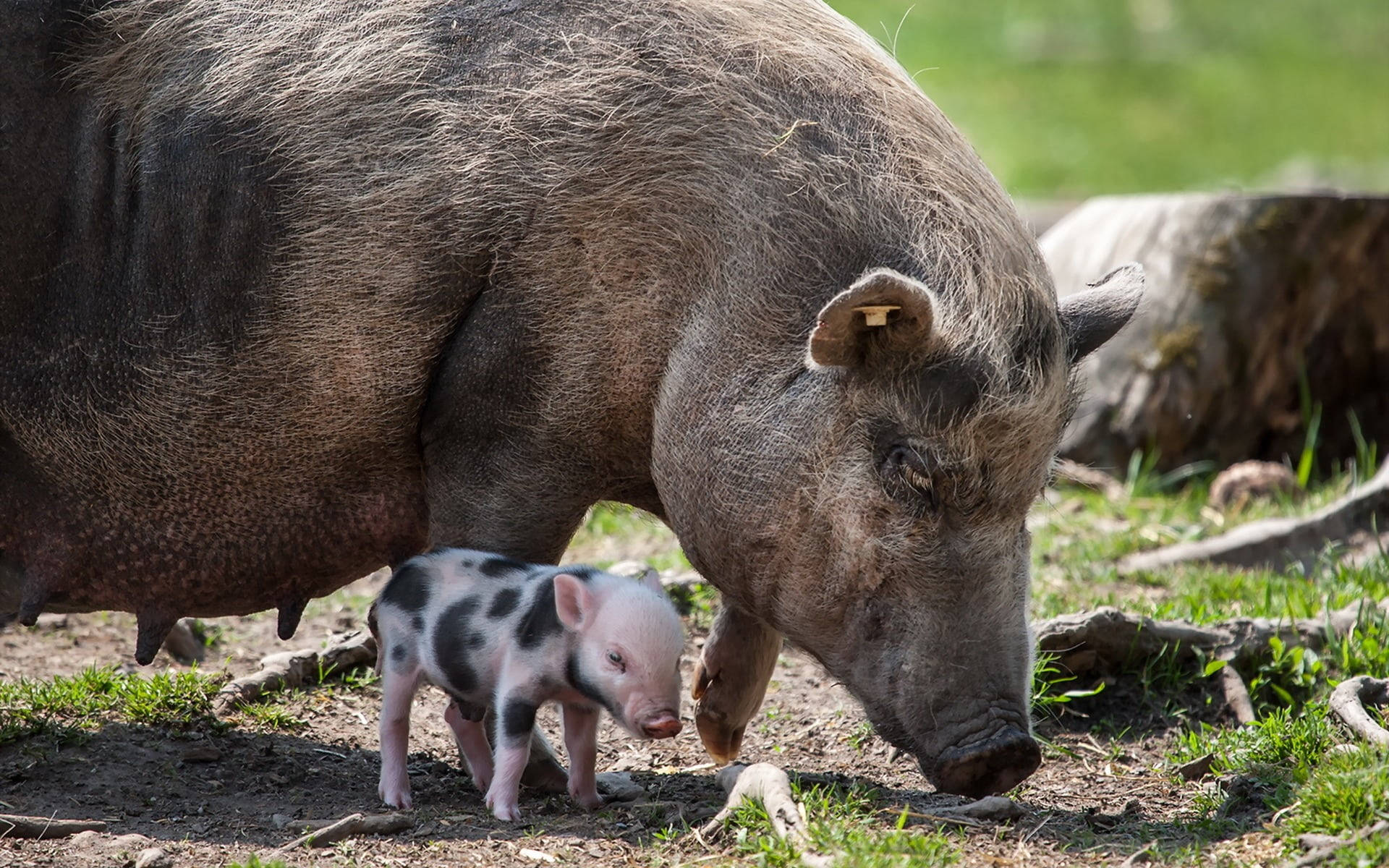 Farm Pig Animals Wallpaper