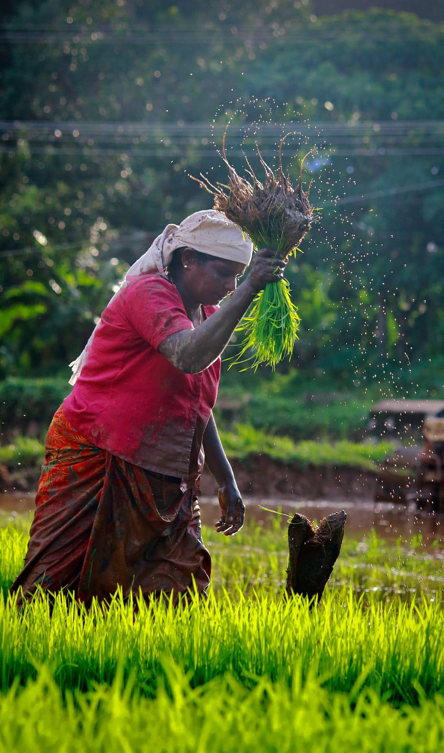 Farmer Woman A Sheaf Of Wheat Wallpaper