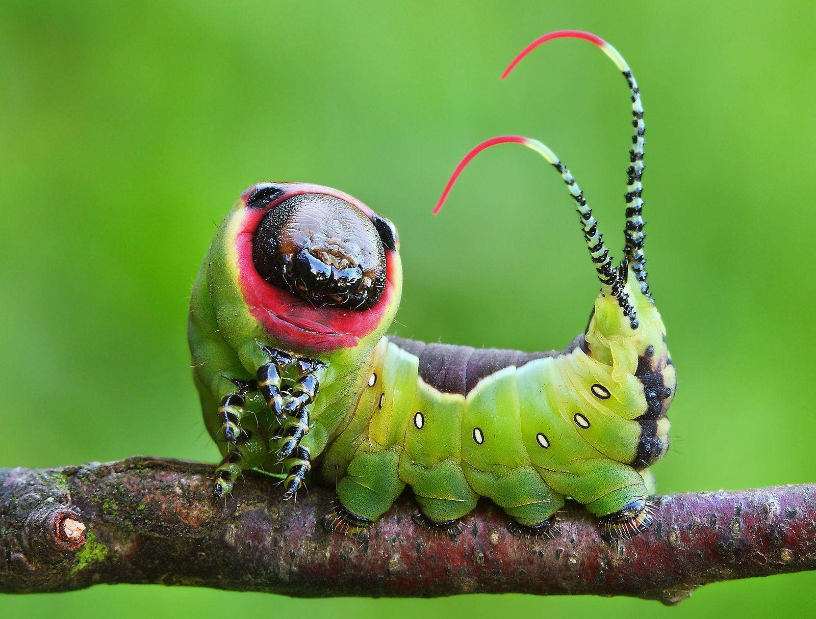 Fat Green Caterpillar On Branch Wallpaper