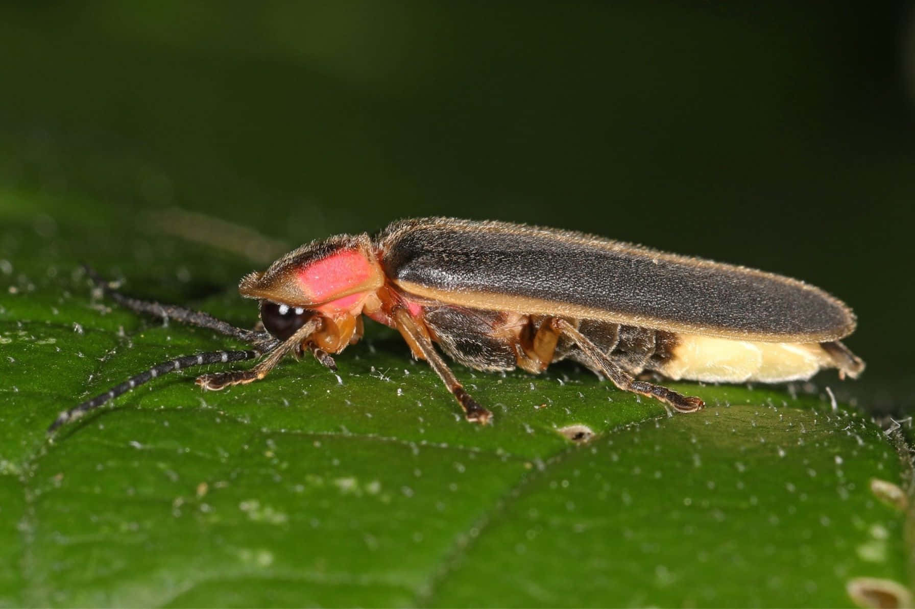 Firefly_ Closeup_on_ Leaf.jpg Wallpaper