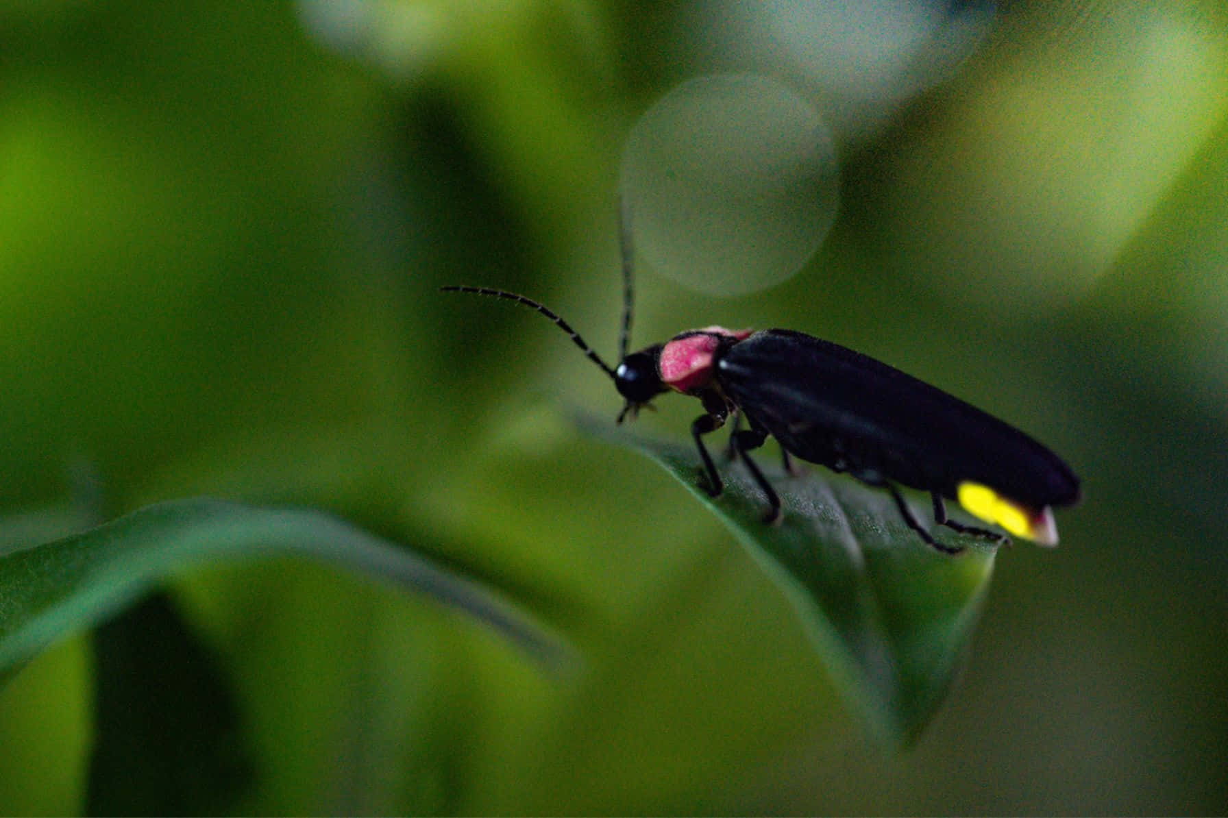 Fireflyon Leaf Nature Photo Wallpaper