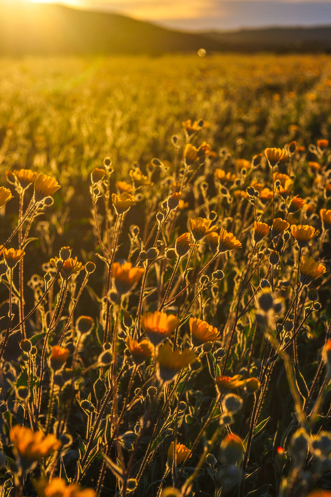 Flower Field Yellow Hd Iphone Wallpaper