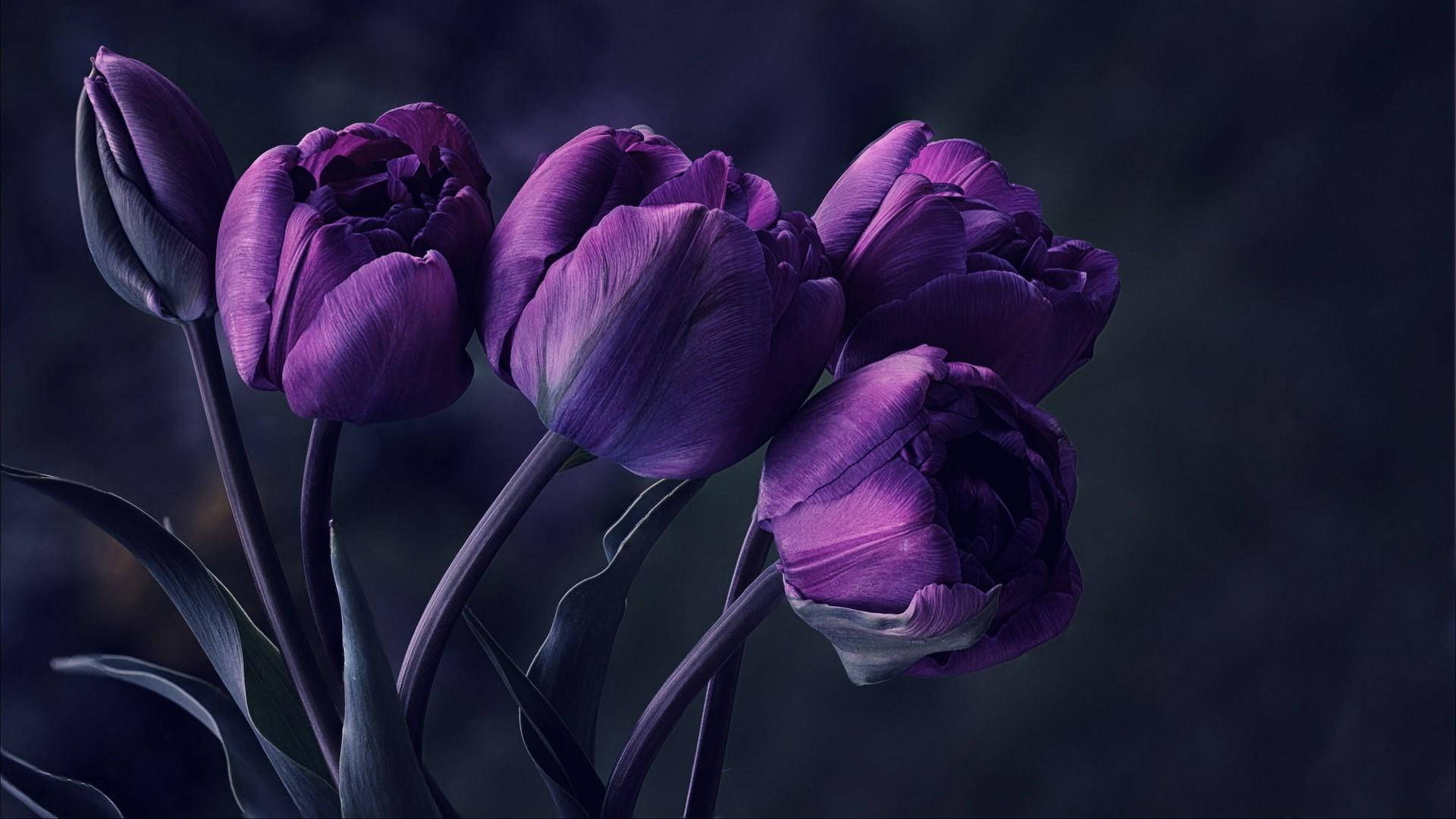 Flower Pc Purple Aesthetic Wallpaper