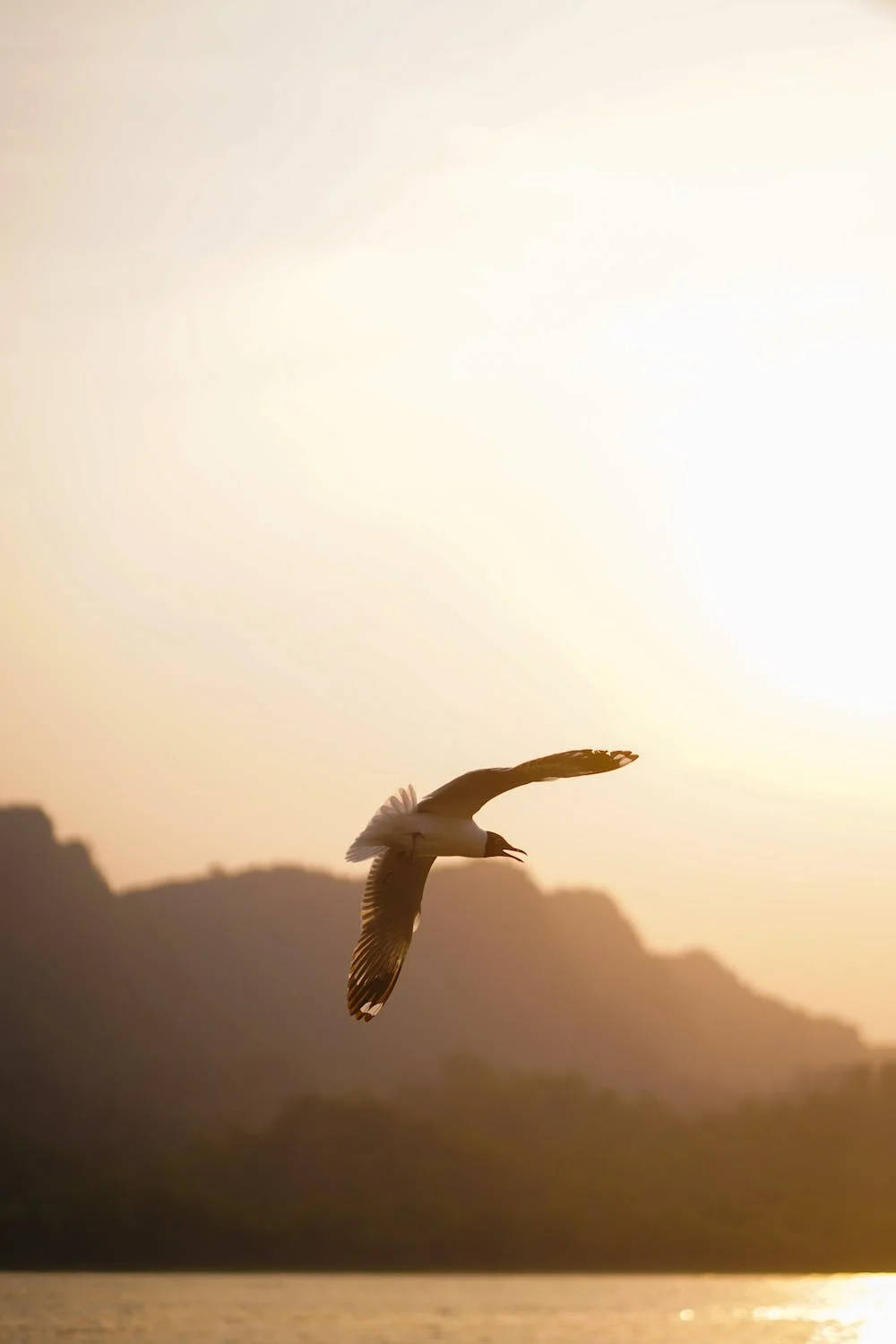 Flying Gull Iphone 11 Pro 4k Wallpaper