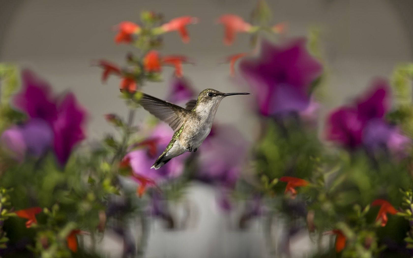 Flying Hummingbird Selective Focus Wallpaper