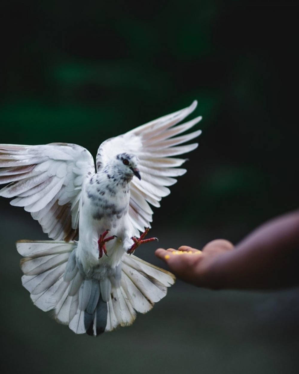 Flying Rock Dove With Black Spots Wallpaper