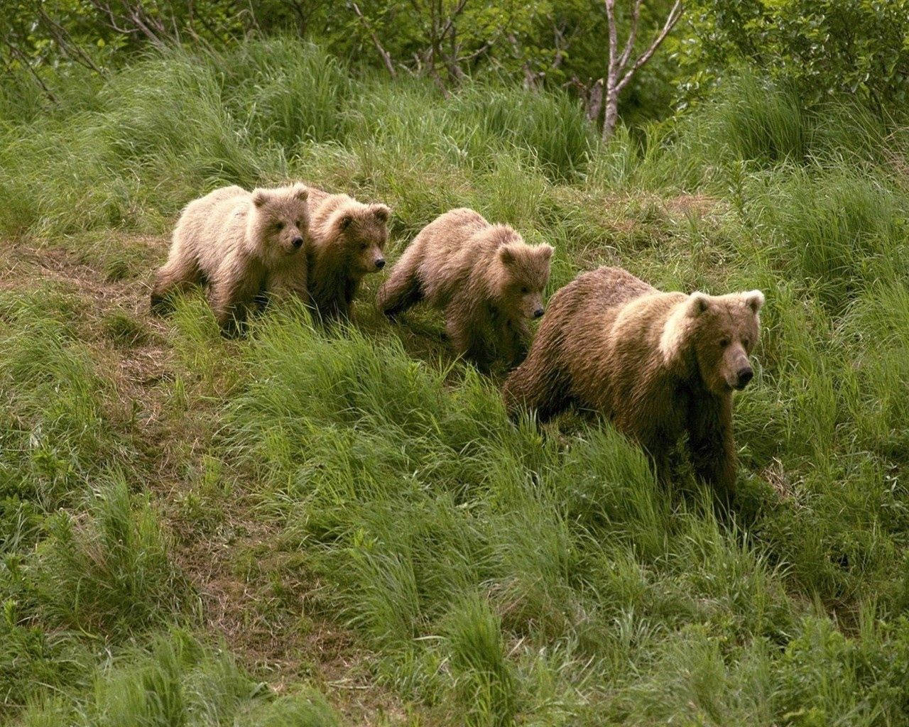 Four Grizzly Bears Taking A Walk Wallpaper