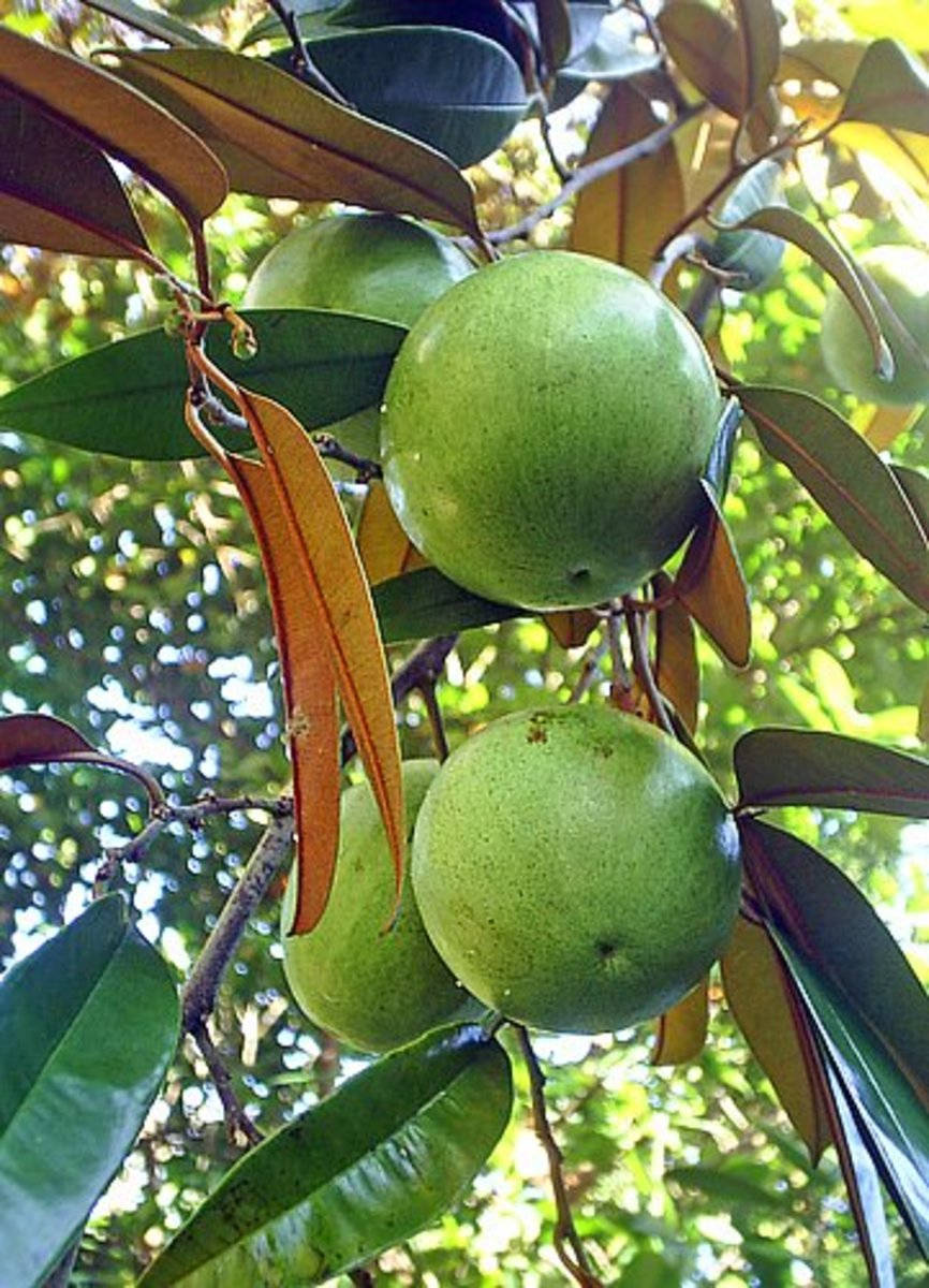 Four Hanging Green Star Apple Wallpaper