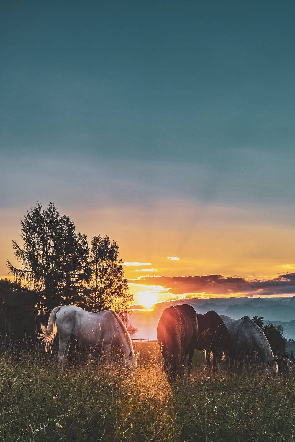 Four Horses Iphone 11 Pro 4k Wallpaper