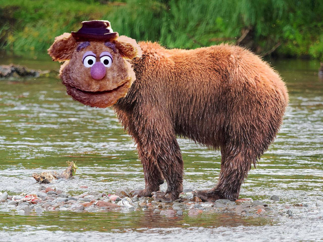 Fozzie Bear Animal In River Wallpaper