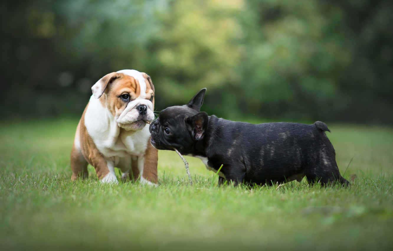 French Bulldog And English Bulldog Playing Wallpaper