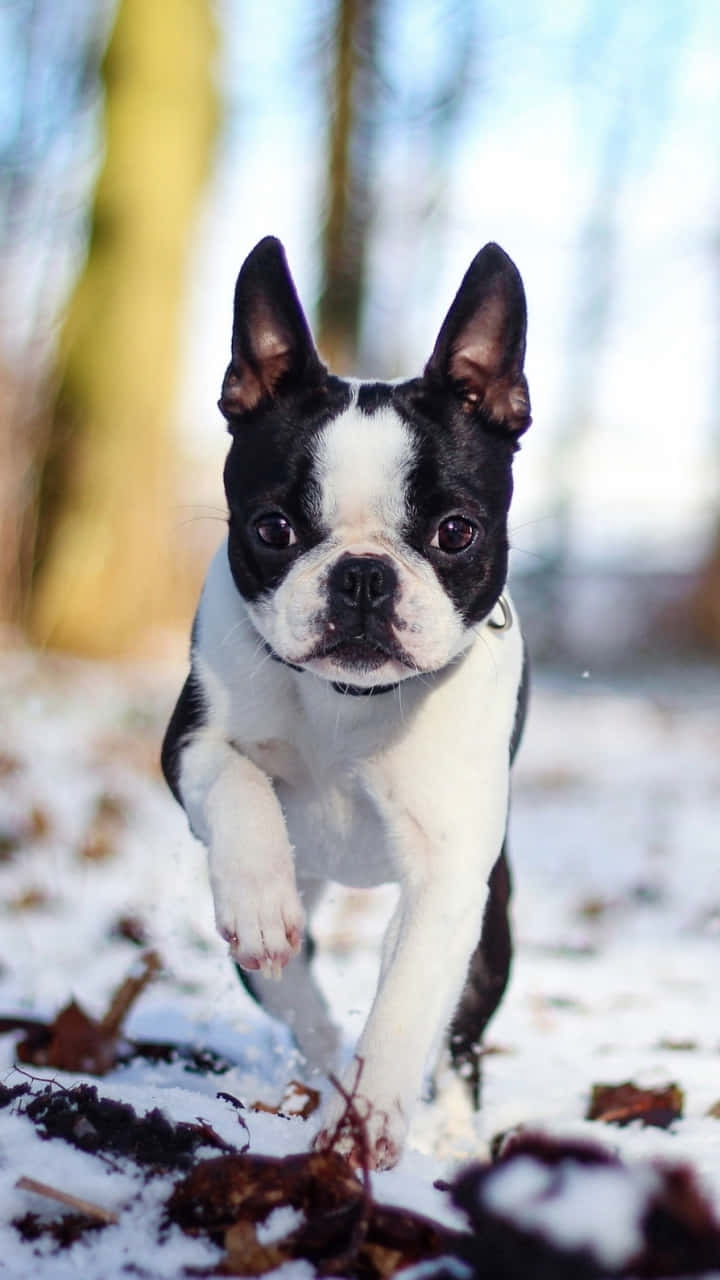 French Bulldog Snow Forest Winter Wallpaper