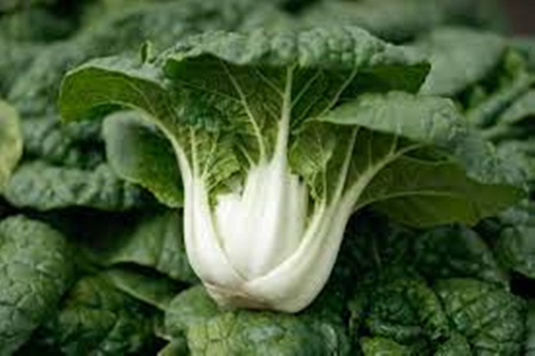 Fresh And Healthy Bok Choy - A Green Superfood Wallpaper