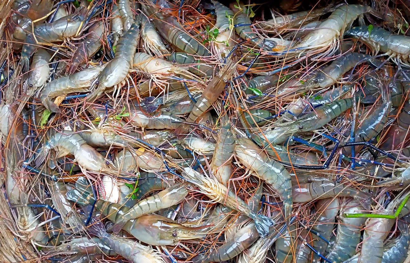 Fresh Catch Prawns Wallpaper