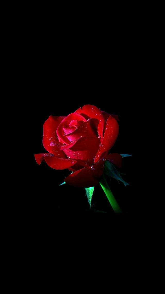 Fresh Red Rose Iphone Dark Wallpaper