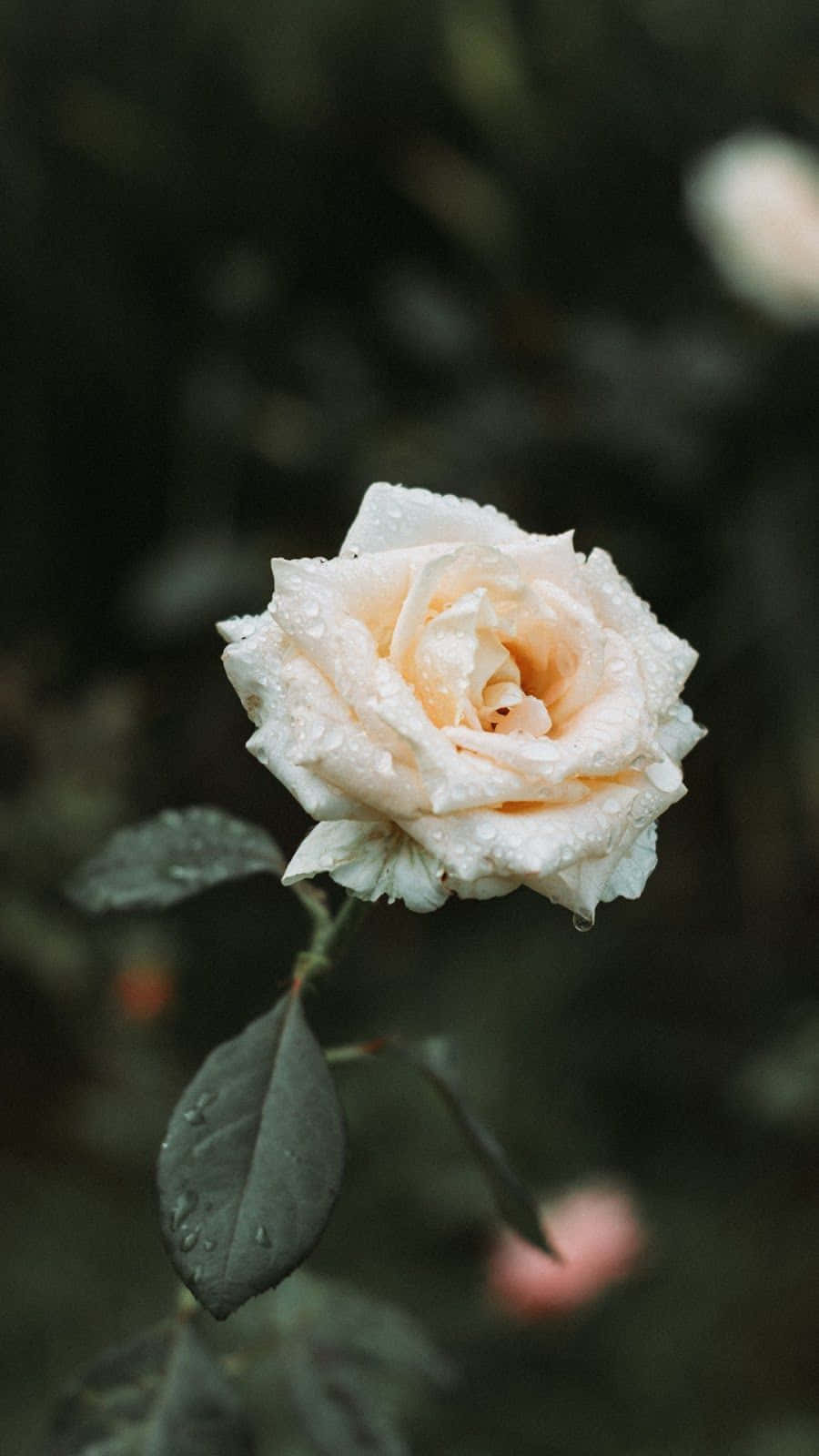 Fresh White Rose Bloom Wallpaper