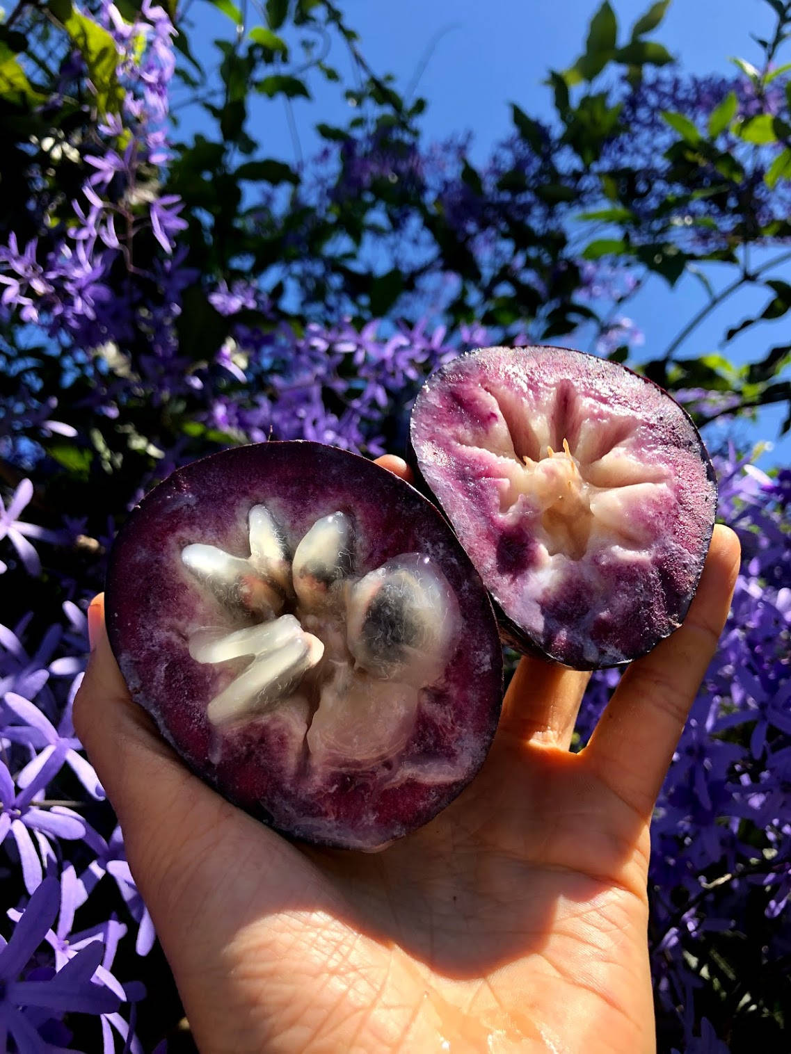 Freshly Cut Star Apple Glistening In Natural Light Wallpaper