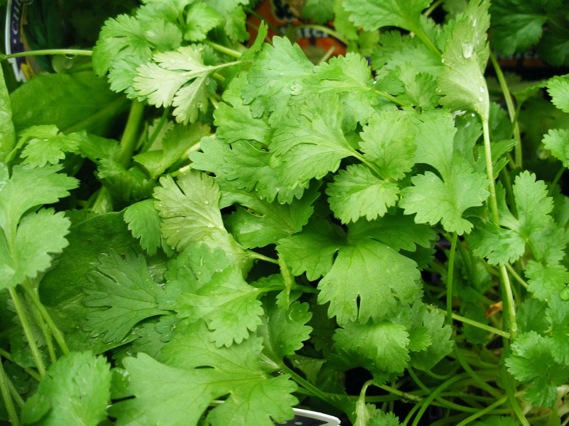 Freshly Cut Vibrant Coriander Leaves Wallpaper