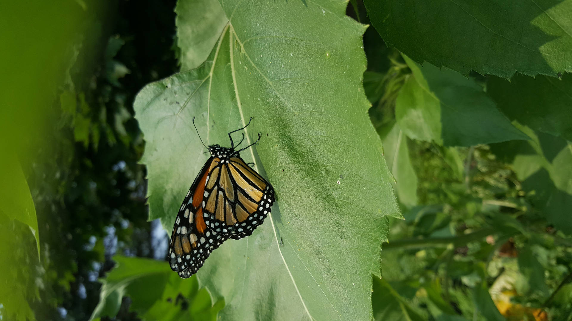 Full Hd Butterfly Leaf Wallpaper