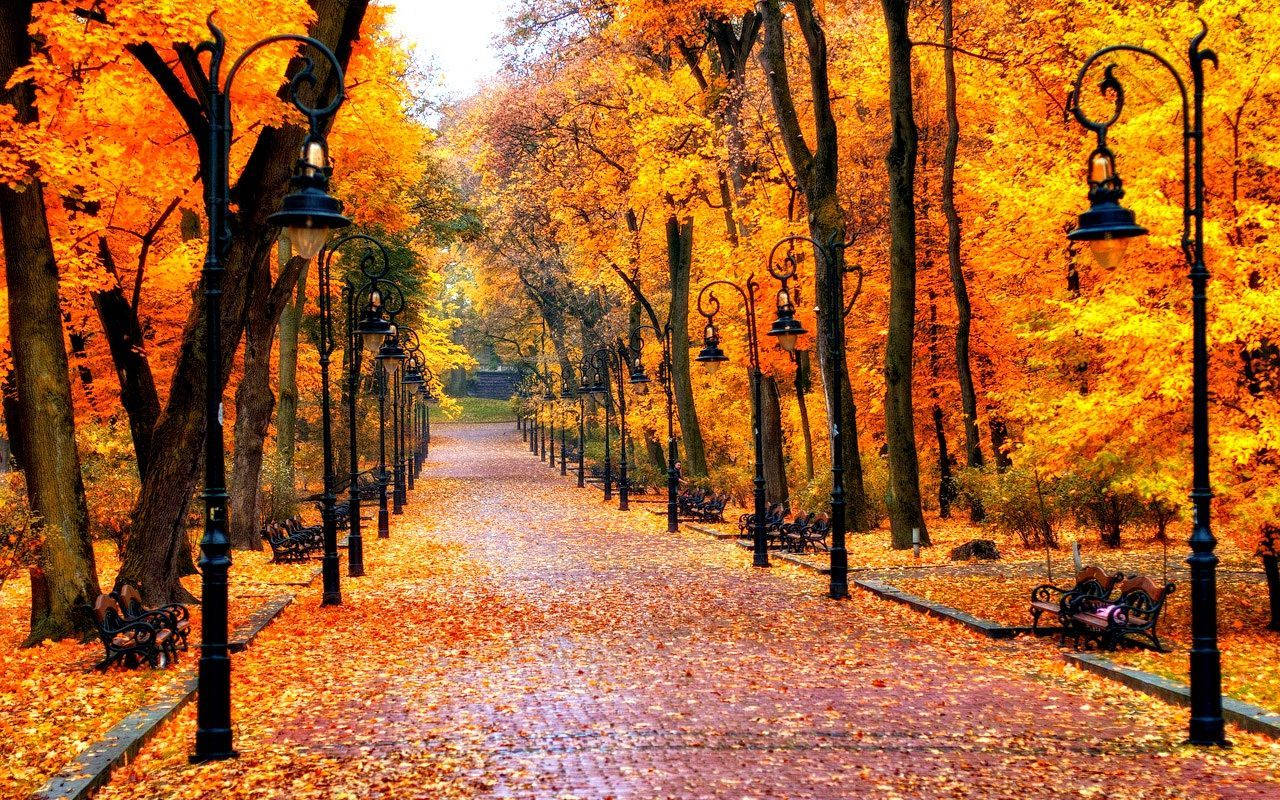 Full Hd Road During Fall Wallpaper