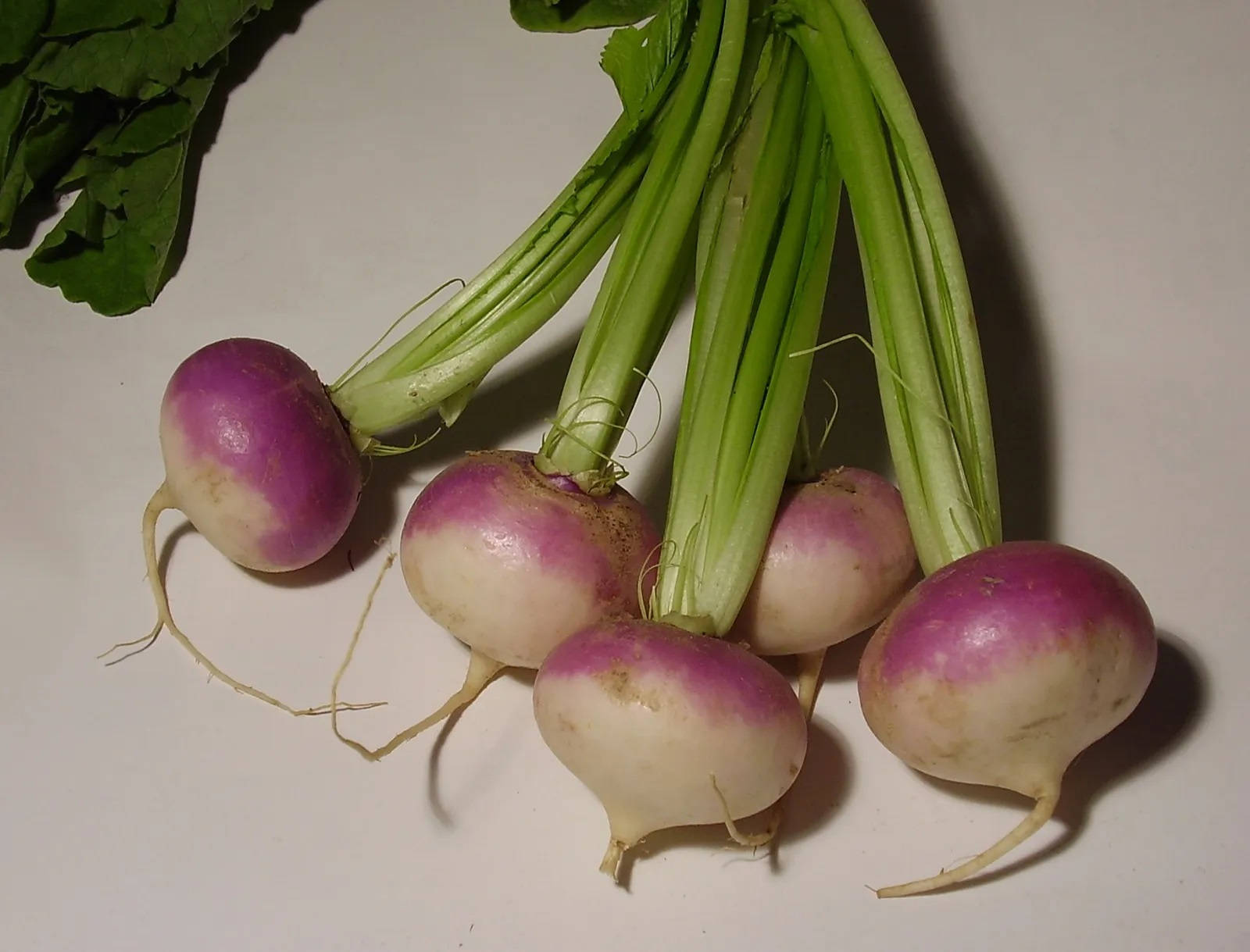 Fun Size Turnips Wallpaper