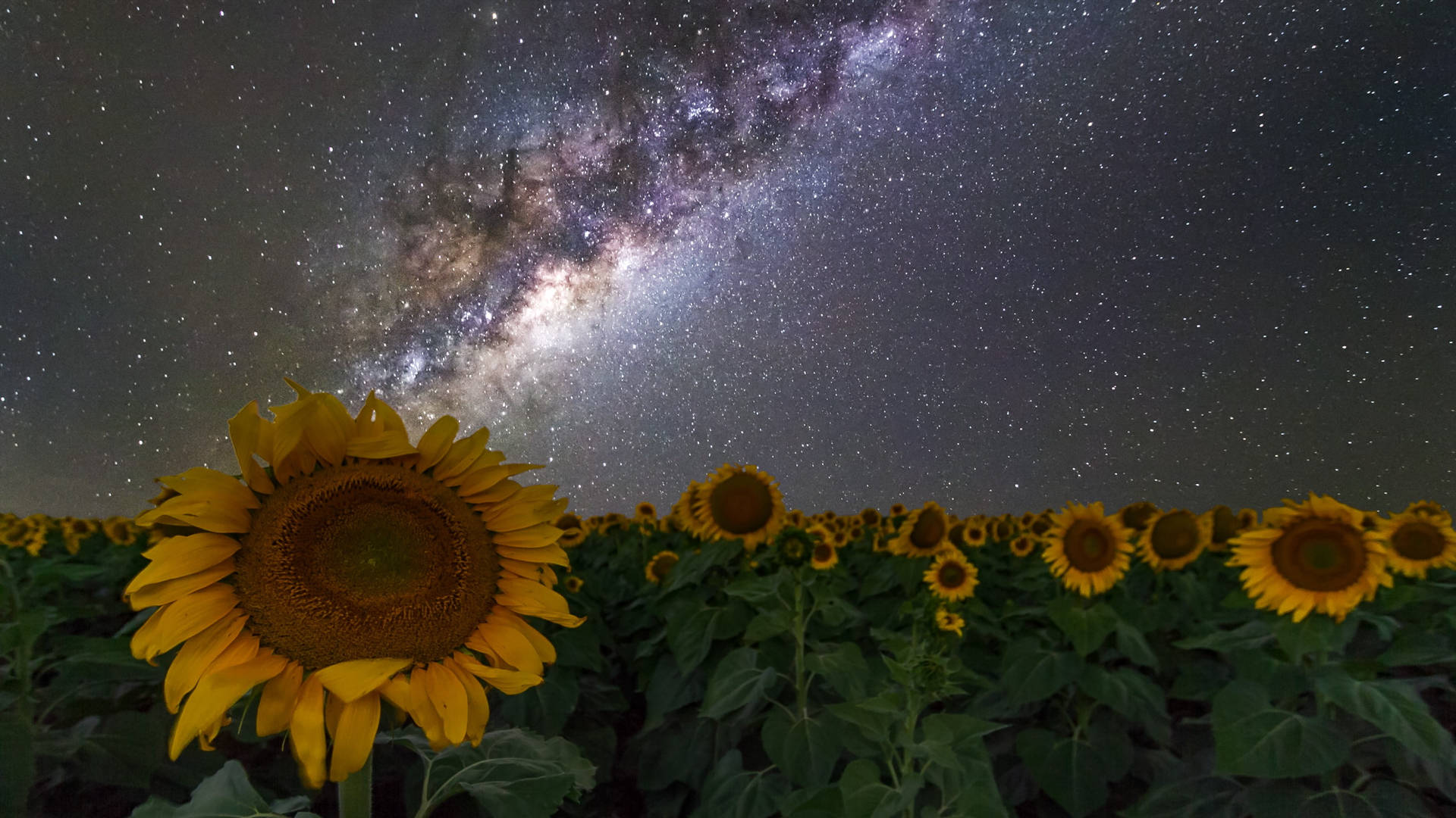 Galaxy Sunflower Laptop Wallpaper