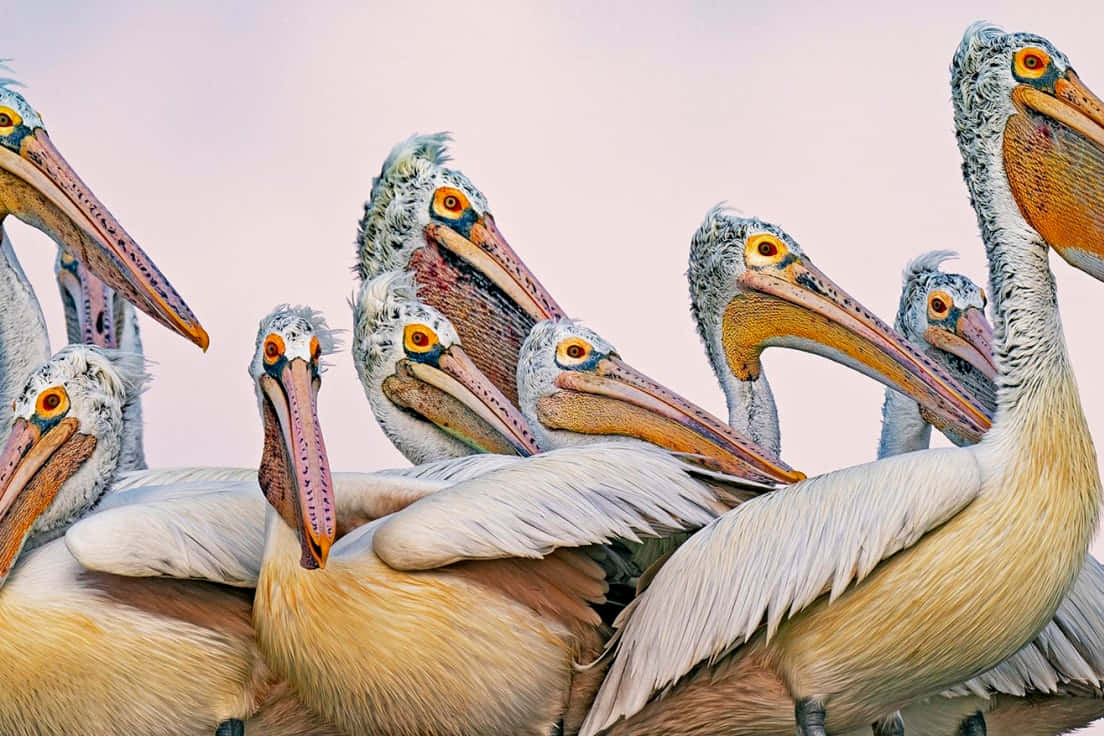 Gatheringof Pelicans Wallpaper