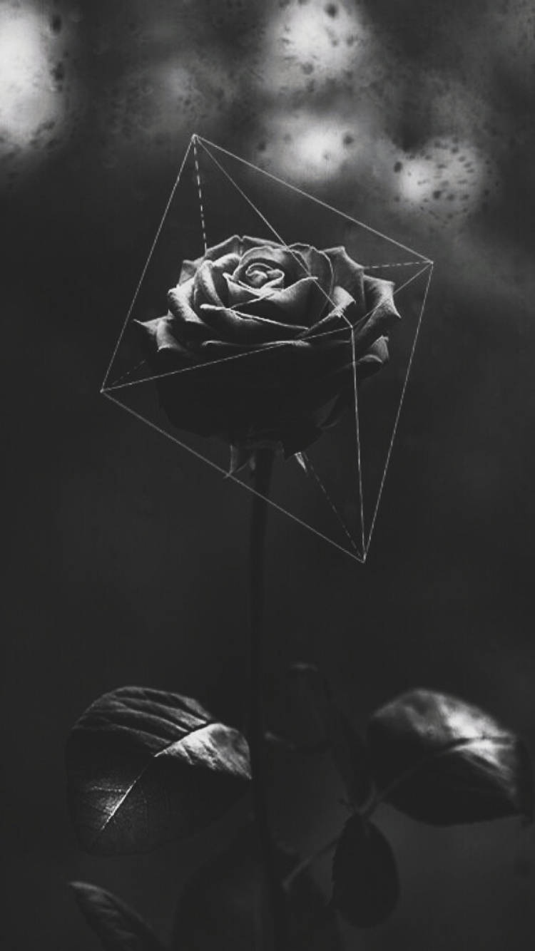 Geometric Pattern Black Rose Iphone Wallpaper