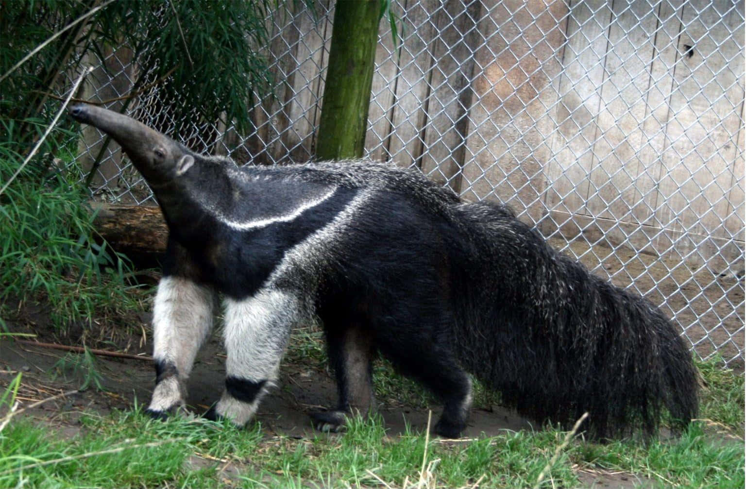 Giant Anteater Outdoors.jpg Wallpaper