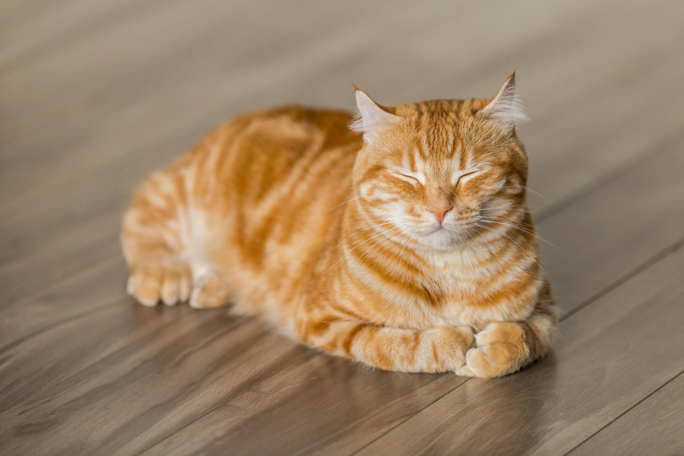 Ginger Tabby Cat Pfp Wallpaper