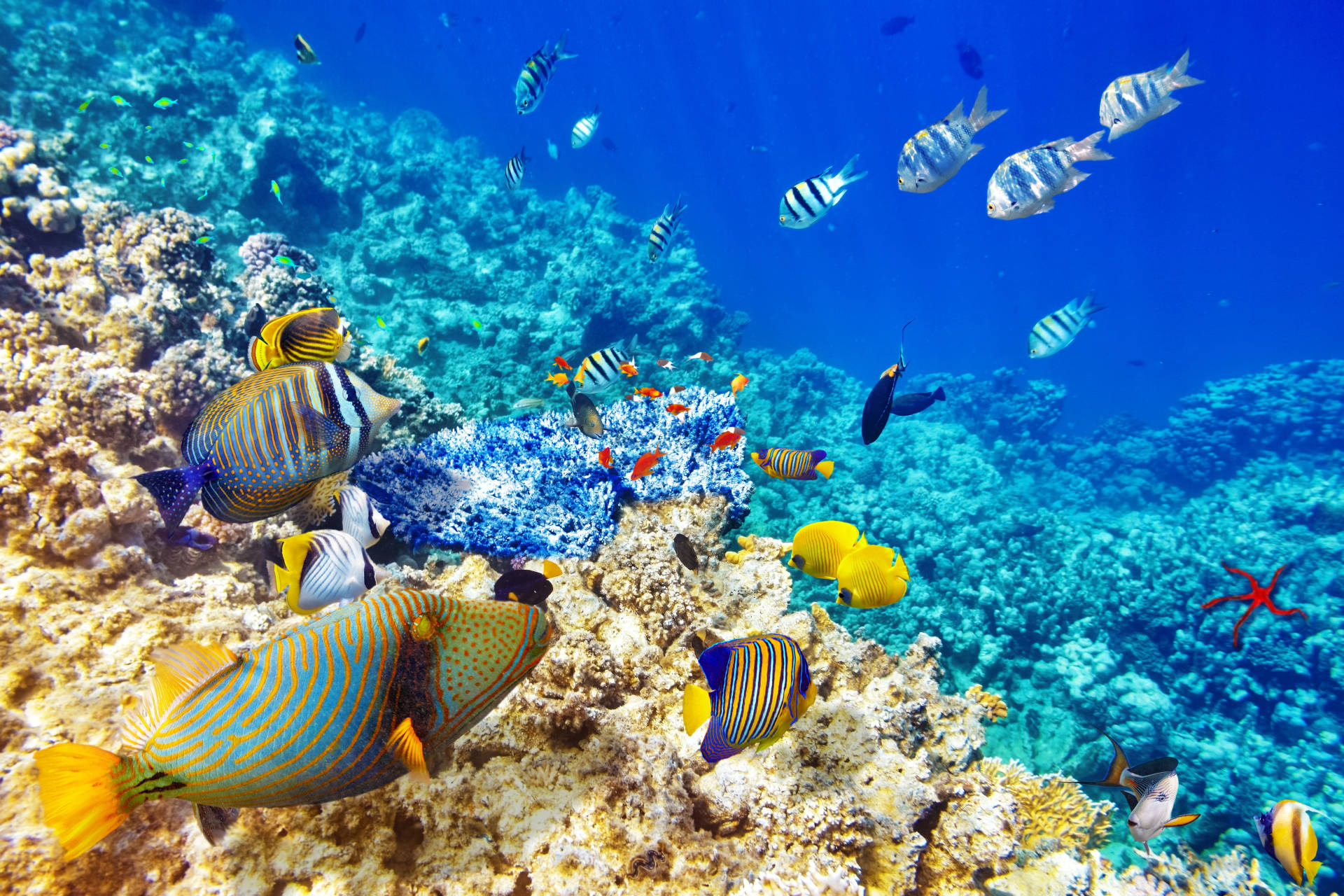 Glimpse Of Vibrant Marine Life - 4k Ultra Hd Fish Among Blue Corals Wallpaper