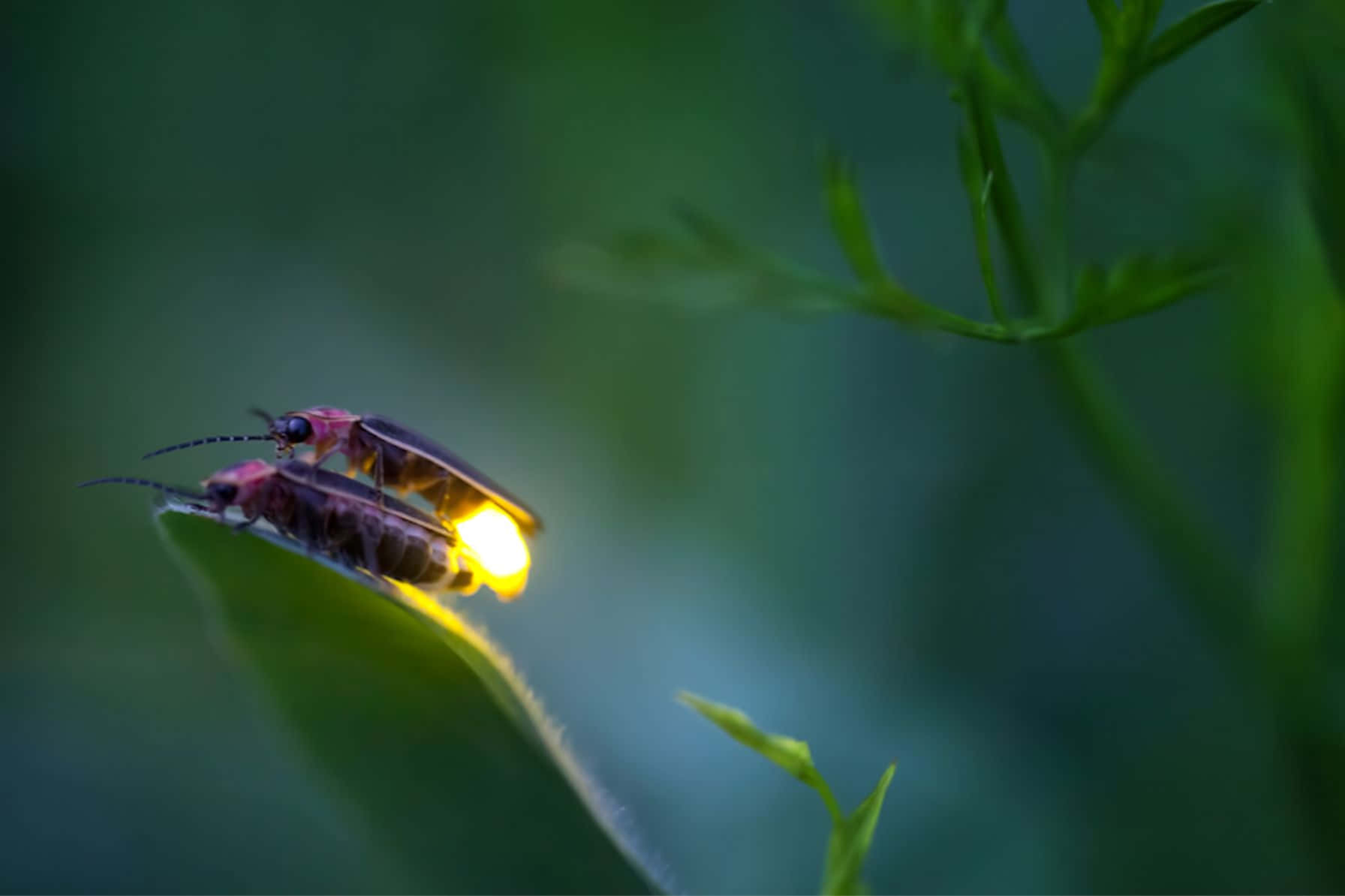 Glowing Fireflyon Leaf Wallpaper