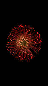 Glowing Red Apple Flower Wallpaper