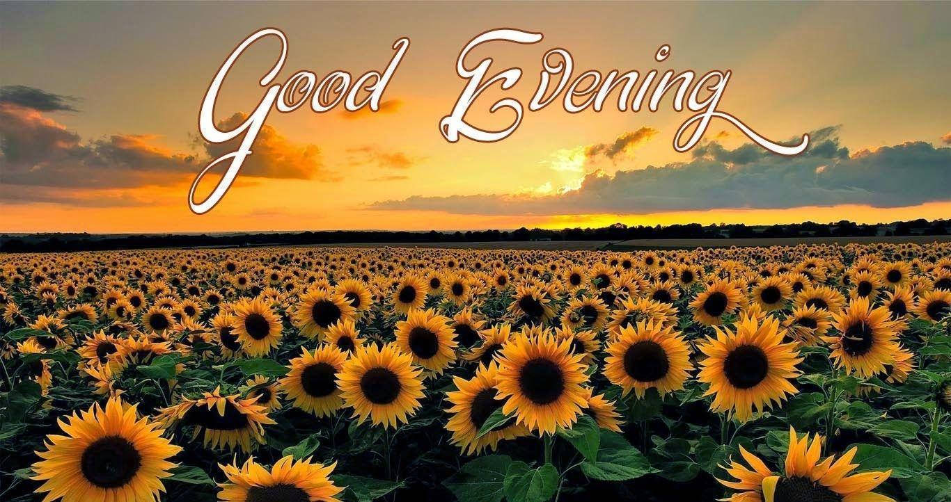 Good Evening Sunflower Field Wallpaper