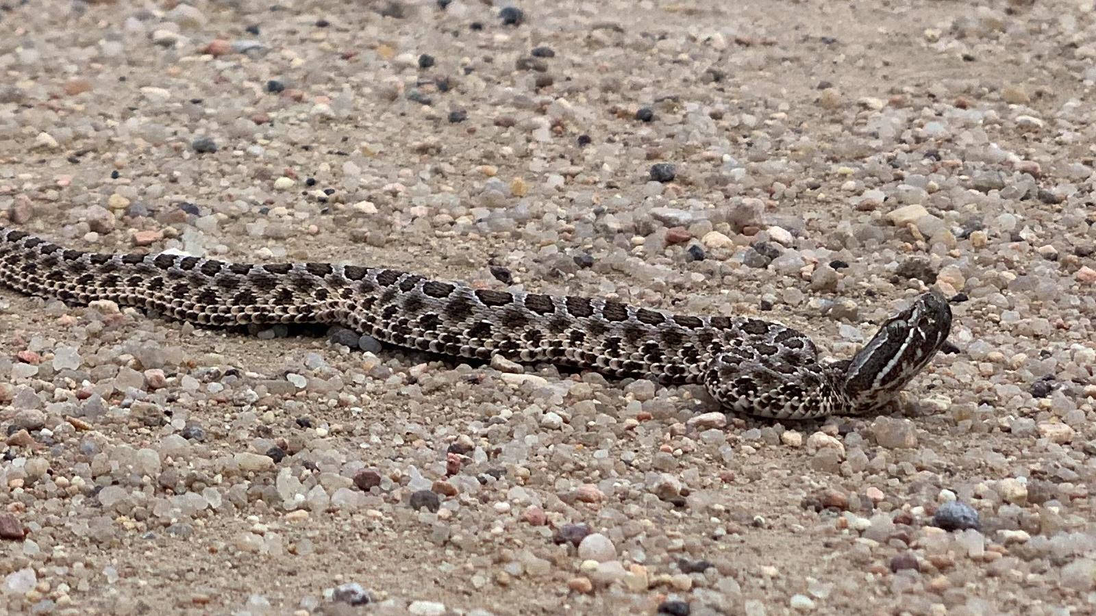 Gopher Snake Cold-blooded Animal Wallpaper