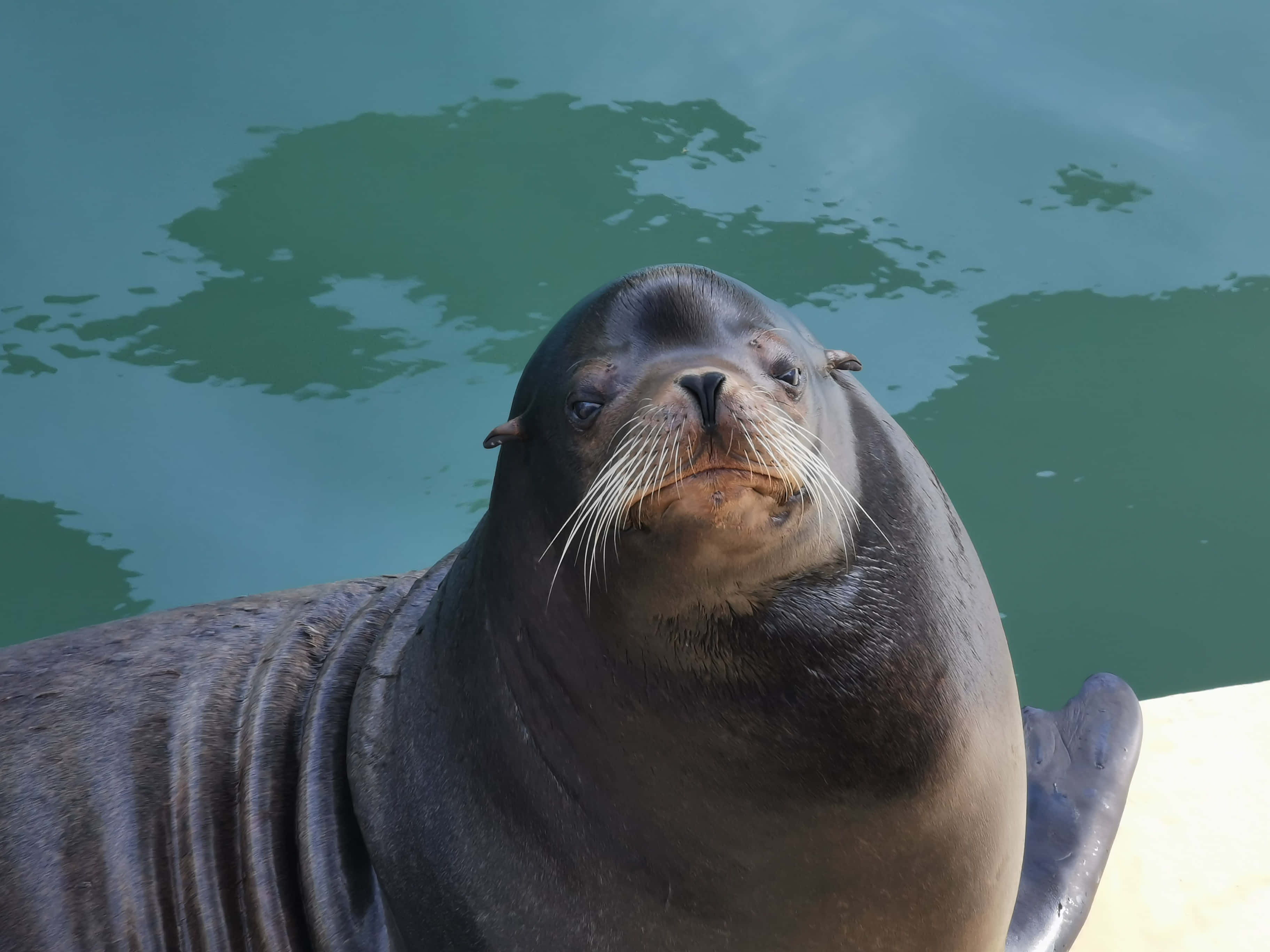 Gracious Sea Lion Resting On A Rock Wallpaper