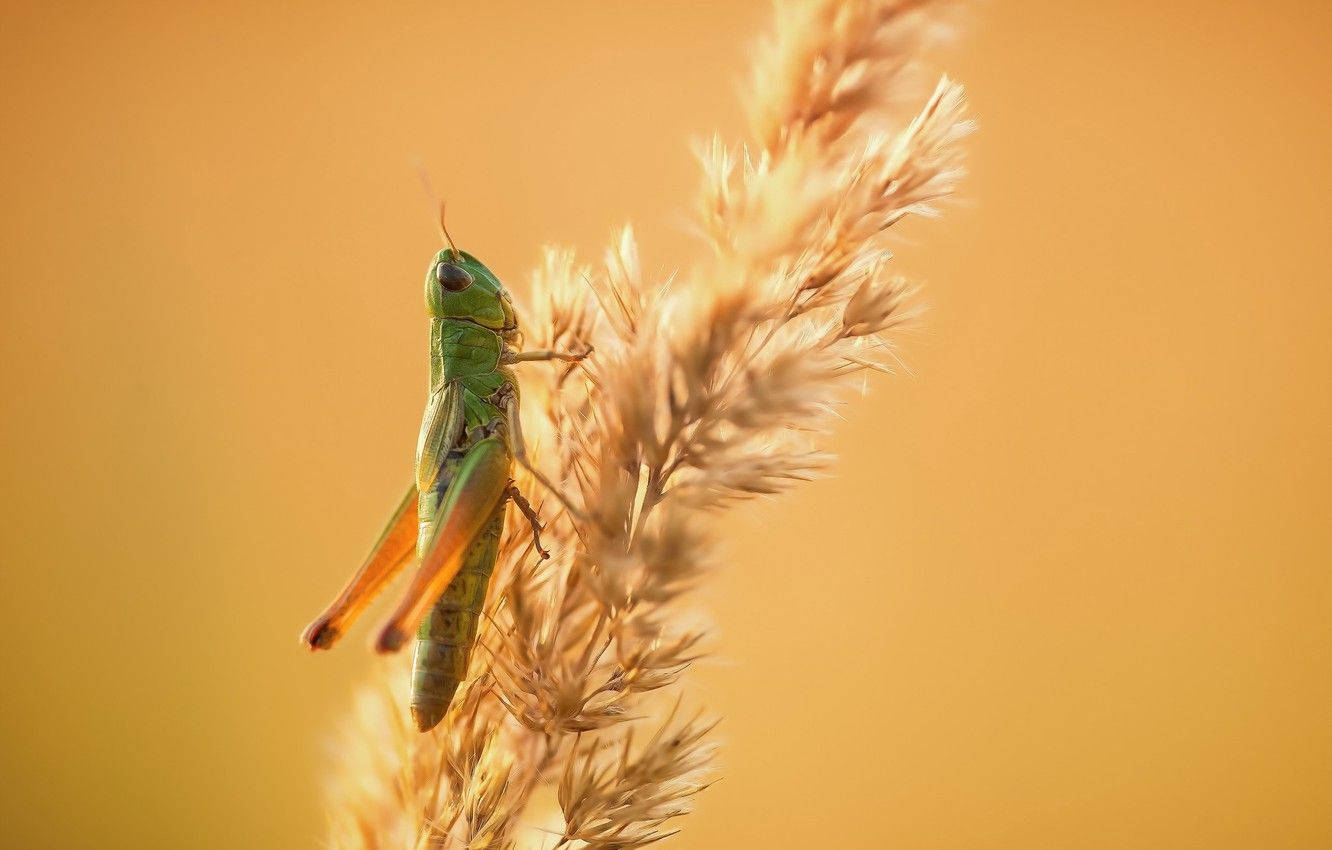 Grasshopper Brown Grass Wallpaper