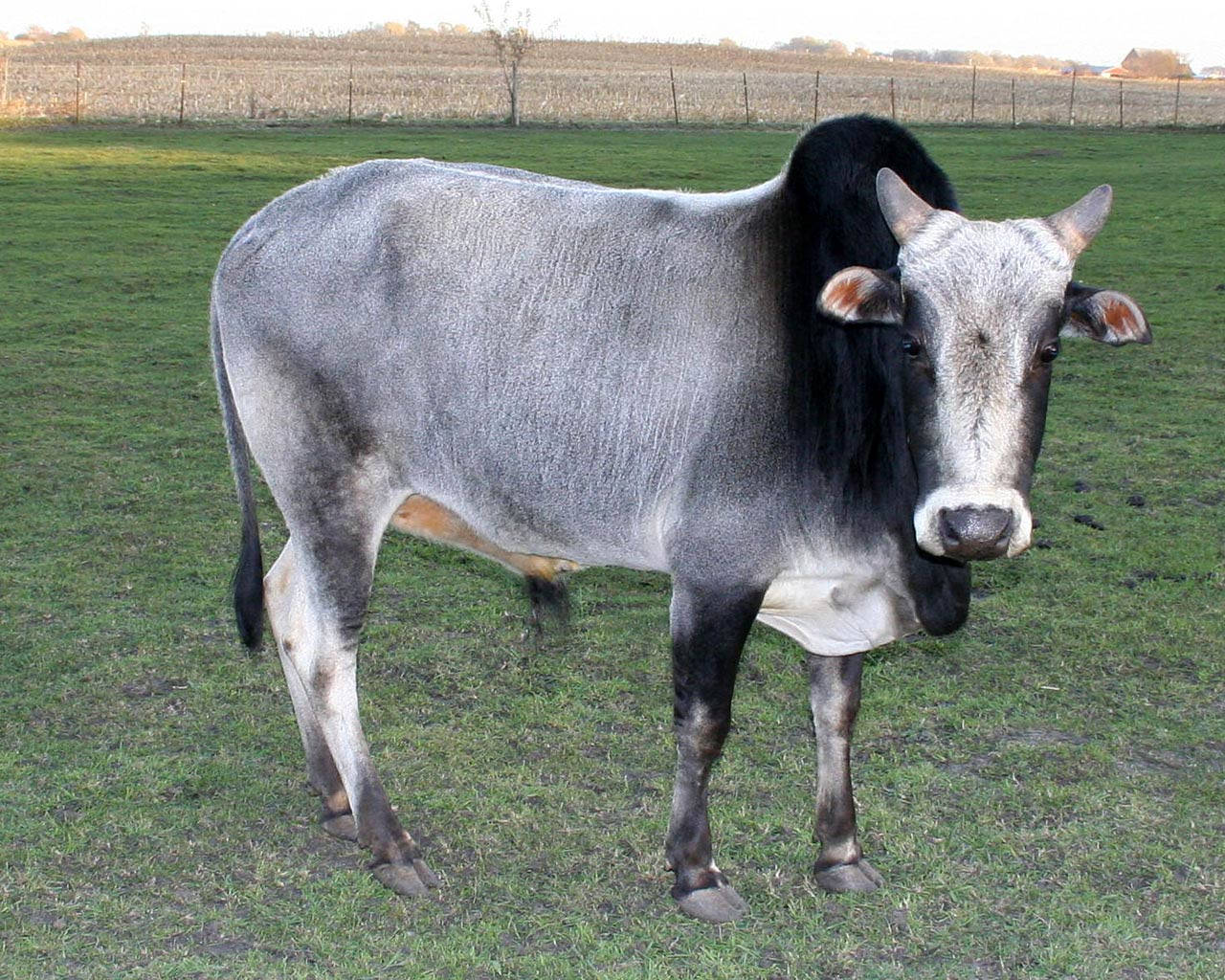 Gray And Black Gezerat Zebu Cattle Wallpaper