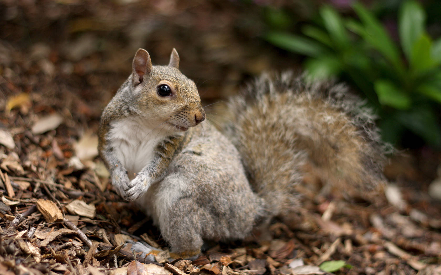 Gray Fur Squirrel Wallpaper