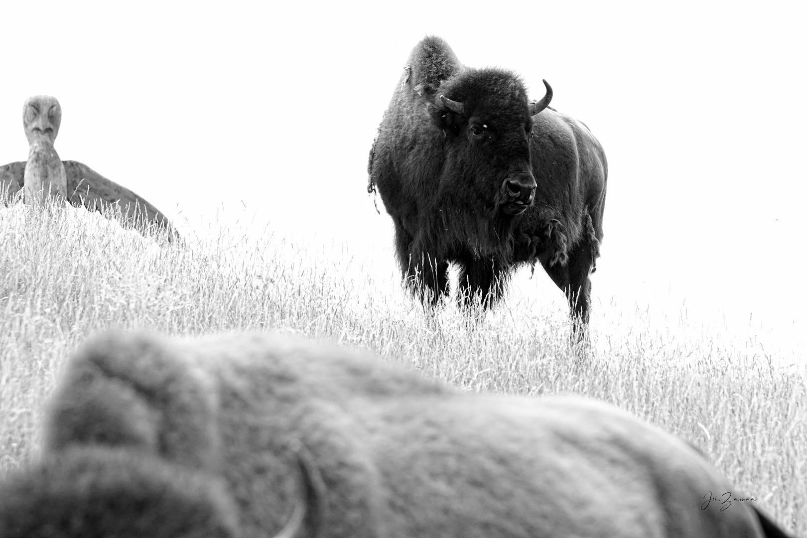 Grayscale Buffalo Poster Wallpaper