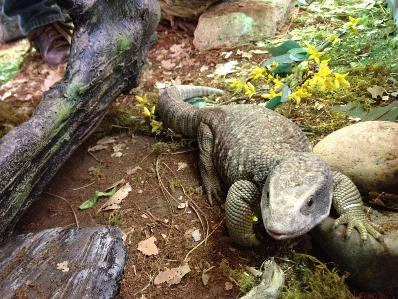 Green And Gray Savannah Monitor Lizard Wallpaper