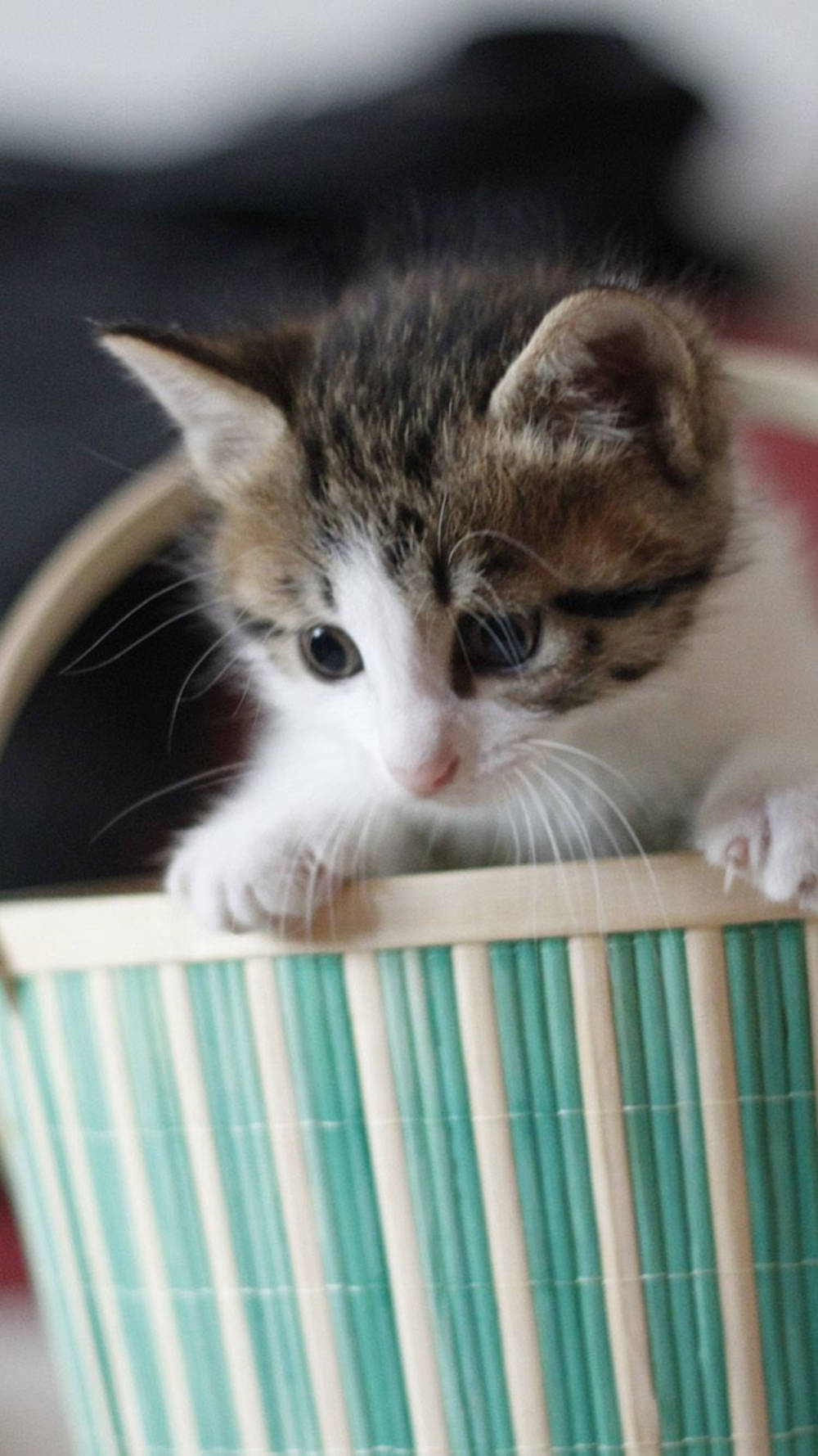 Green Basket With Tabby Cat Iphone Wallpaper