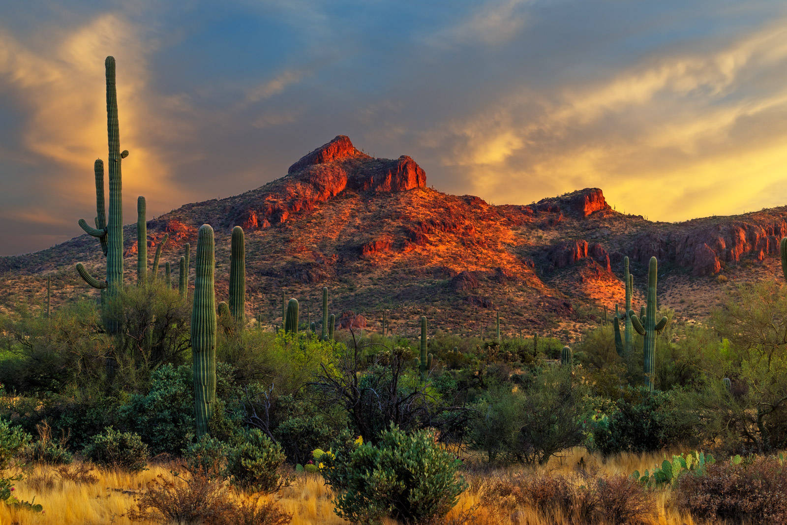 Green Giant Cactus Arizona Desert Wallpaper