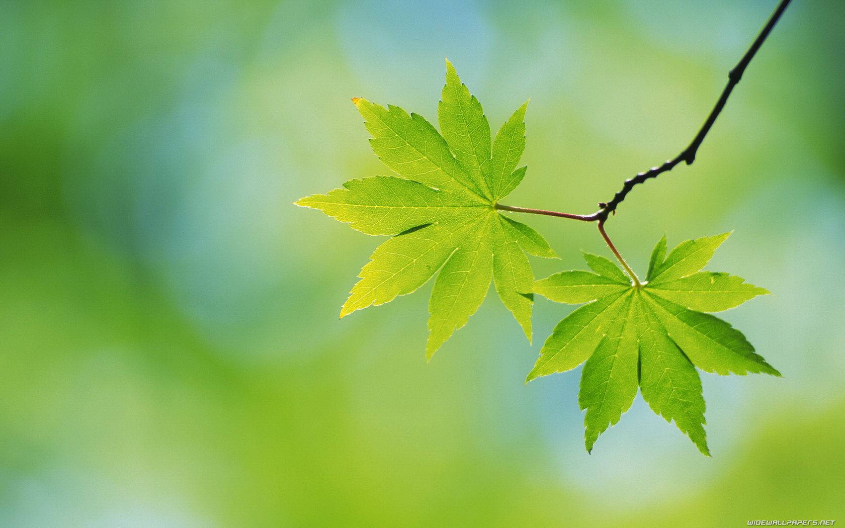 Green Leaves Surrounded By Sunshine Wallpaper