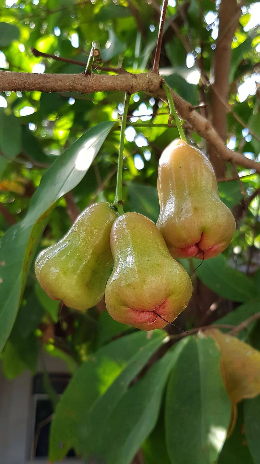 Green Ripening Rose Apples Wallpaper