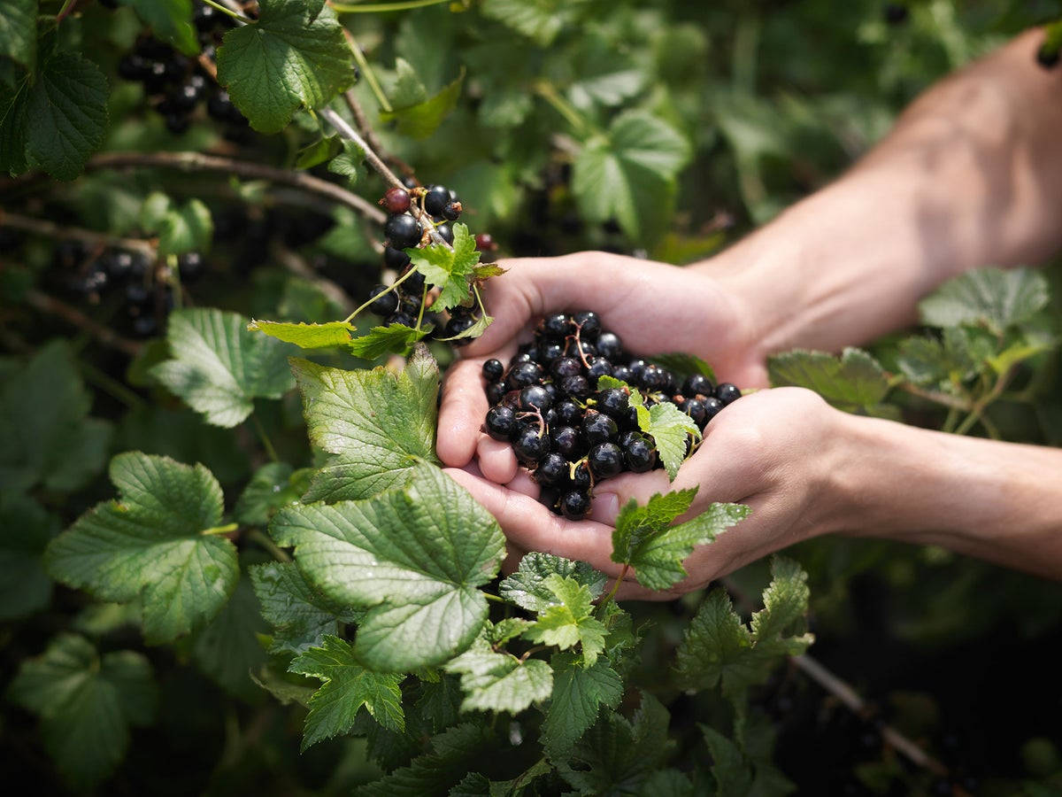 Hand Holding A Blackcurrant Wallpaper