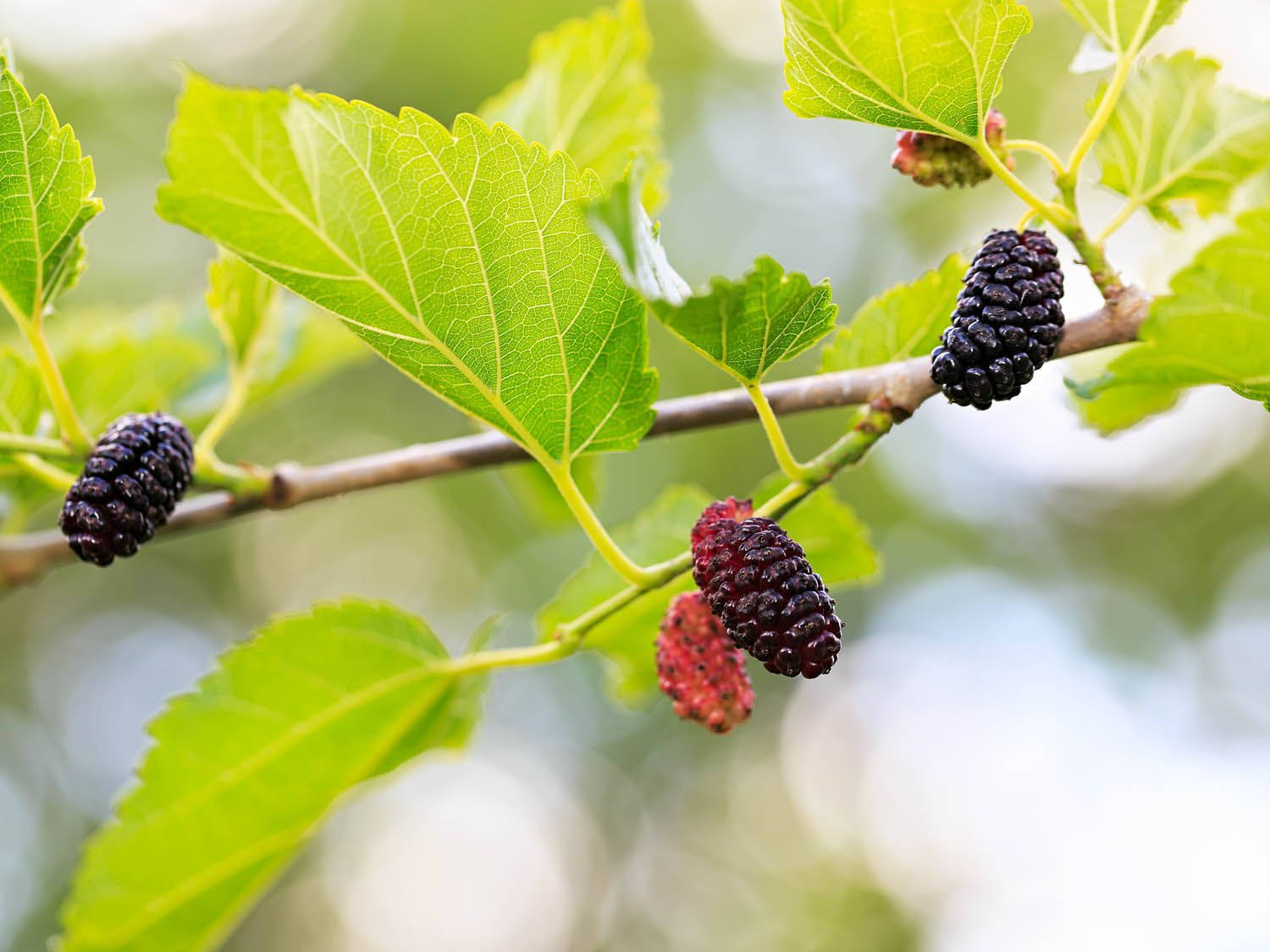 Hanging Purple Loganberries Wallpaper